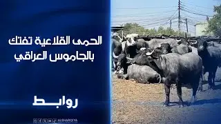 الحمى القلاعية تفتك بالجاموس العراقي | روابط