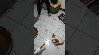 cute kitty jumping #cute #kitty #jumping