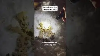 The best (or worst) inspection finds are always in the deep recesses of the attic. #homeinspection
