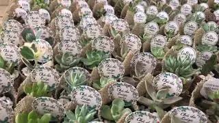 Mini Suculenta para Casamento, Anivers&aacute;rio e Eventos