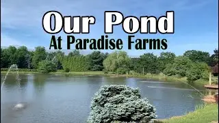 A tour of our Pond at Paradise Farms