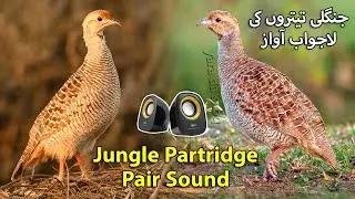 Jungle me Teetar ki Shikar wali Awaz | Grey Partridge Hunting Sound in Jungle Francolin Voice