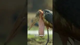 Marabou Stork: The Ugliest Bird With a Dirty Secret #marabou #animals
