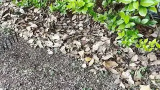 Buy Wish Garden Leaf Rake