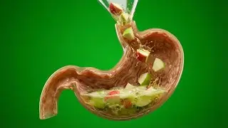 What Happens Inside Your Body When You Eat an Apple 🍎 | 3D Medical Animation