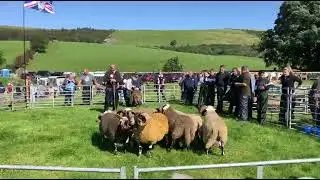 Blackface sheep judging turns heads at the Colmonell Show