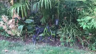 Purple Heart is a really tropical ground cover