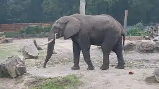 [4K] African Elephant with branch in Ouwehands Dierenpark, Rhenen, The Netherlands