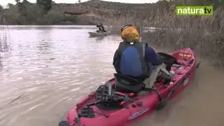 NaturaTV Pesca de Siluros desde kayak 01