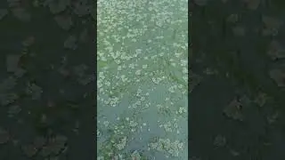 penampakan rumput wolfia dan azolla  #azolla