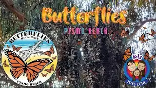RETURN OF THE MONARCH BUTTERFLY TO PISMO BEACH CA GROVE