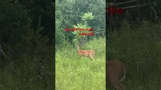 Be wild