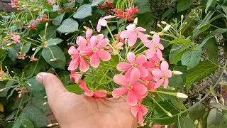 Big Permanent Vine | jhumka bail | Rangoon creeper | flower plant