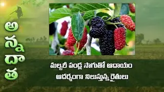 Successful mulberry fruit farming by saraswathiguda farmers @Rangareddy dt., | ETV