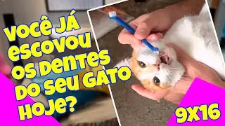 🟢 Escovando os dentes de um gato | nível Easy