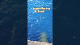 Dolphin # Trending shorts# YouTube # Way to Brazil #