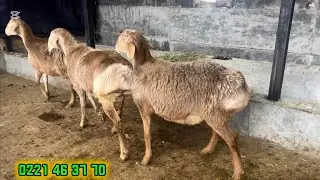 УШУНДАЙ КОЗУДАН 20 БАШТАН АШЫК БАР🙋🏻‍♂️🔥✅🇰🇬🚚