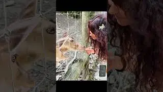 #horse #rentier #shorts #funny #live #rimix #hirsch