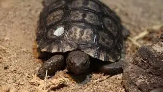 Philadelphia Zoo Welcomes 3 Male Critically Endangered Galapagos Tortoise Hatchlings