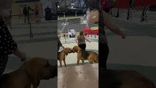 Lexington Kennel Club Dog Show - Boys