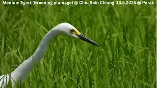 Medium Egret (Non-breeding plumage & breeding plumage) @ Chiu S C DSCN6512