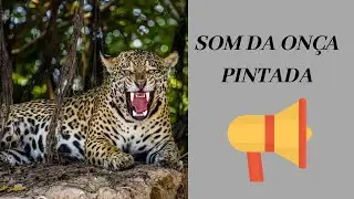 SOM DA ON&Ccedil;A PINTADA