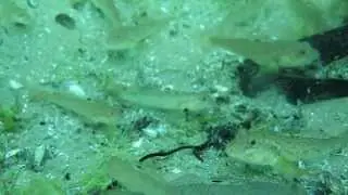 Round Goby Invasion