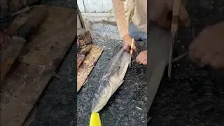 💥 BIG COBIA FISH CLEANING & CUTTING 💥This cut is SATISFYING 😱