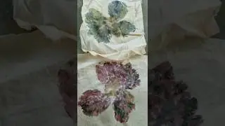 Eco Printing Hibiscus Onto Cotton Muslin