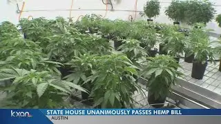Texas House officially sends hemp, CBD oil approval to Senate