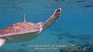 Top 5 Costa Rica Dive Sites: Unforgettable Underwater Adventures