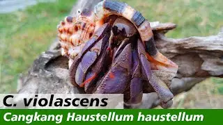 Kelomang Coenobita Violascens dengan Cangkang Haustellum haustellum | Relaxing Video | Crabpedia