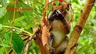 Poor baby Janet eat fruit, Poor monkey Jane nearly give a birth, Janet look better Jane look weak