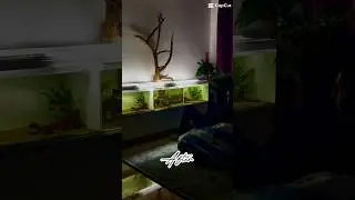 Fish room #aquarium #aquariumchanna #fish #aquariumfish #fishroom #predatorfish #channafish #fish