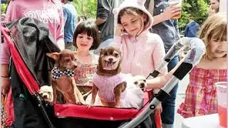 Pet Rover Reviews