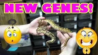 Our $Million Dollar Projects! Hottest New Genes!