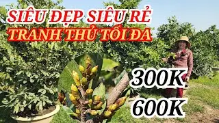 📞 LANH 0985815710 MAI TÀNG CHƠI TẾT SIÊU ĐẸP SIÊU RẺ TRANH THỦ BAO SHIP 27/01/2026 | Bến Tre Ơi