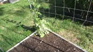 square foot garden update 8 16 13
