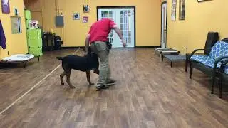 San Antonio Dog Training Co. Otto