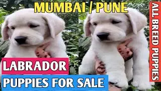 Dog Puppies Sale | Pune - Mumbai Dog Sale | Pune - Mumbai Dog Market - Sale | Dog breeder