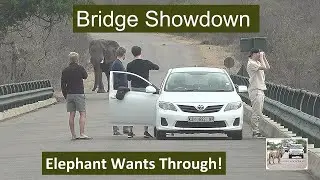 Standoff on the Olifants River Bridge: Elephant vs. Tourists