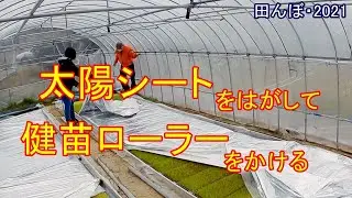 太陽シートをはがして、健苗ローラーを掛ける　 種まき後・6日目　　20210416　田んぼ・2021　水稲の反射シート出芽（太陽シート）・密苗