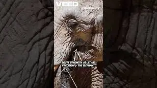 Giant Elephant vs Diamondback Snake &ndash; Ultimate Wild Clash!#WildClashTV #Giantvsdiamondback