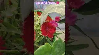 beautiful flower 🌹#music #flowers #garden