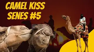 Camel Kiss Scenes #5 🐪💋 | Desert Love Moment