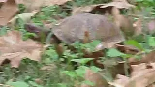 You think turtles are slow until you try to video one walking across your backyard