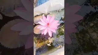 Wow 🤩 my diy water Lilly fish pond update @exploringassamandfishing9126 @thedaisyfish28