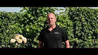 Saint Clair Family Estate - Premium Sauvignon Blanc