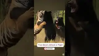 Shocking Moment: Two Bears Attack a Tiger 🐻🐯 #animal #animals #wildlifeentertainment #wildlife