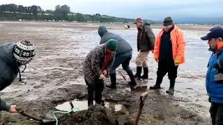 preparando lineas para siembra de alga con cuerdas